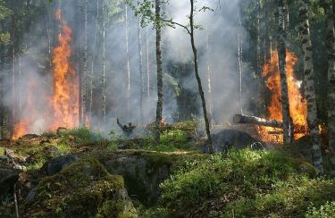 delito incendios forestales
